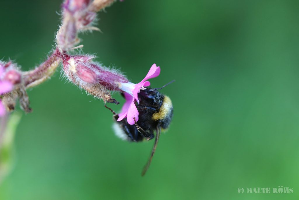 Bumblebee sucking nectar