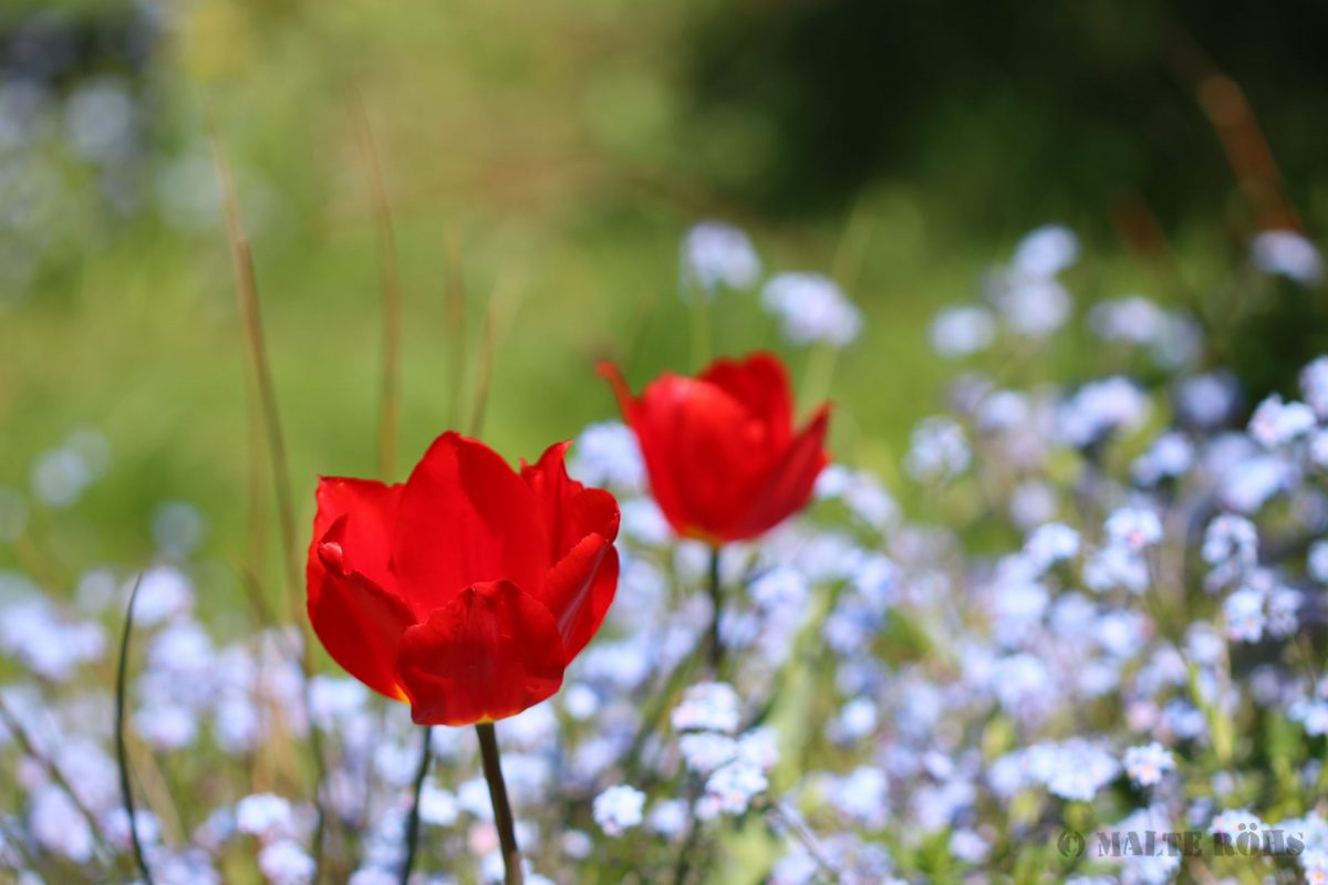 Red tulip in front of blue forget-me-not