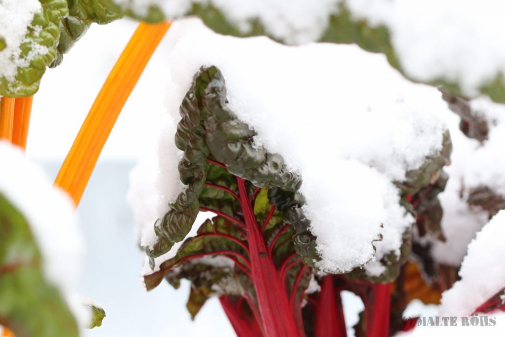 Red and yellow chard in the snow