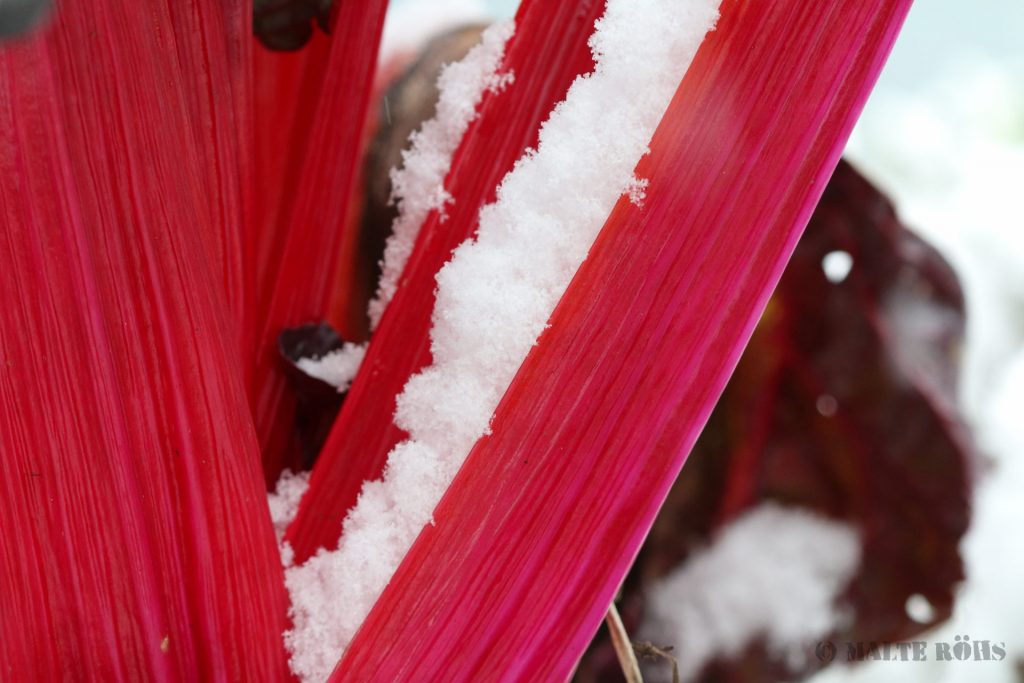 Red chard in the snow
