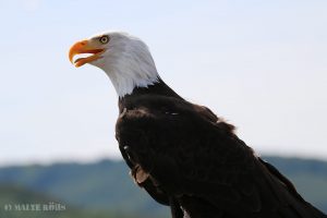Bald eagle during a flight show in the Adlerwarte Berlebeck