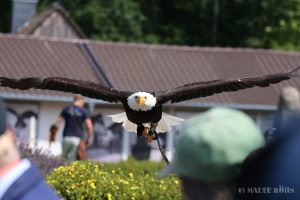 Flying bald eagle during a flight show in the Adlerwarte Berlebeck