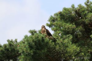 Bird of prey in the Adlerwarte Berlebeck