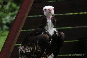 Vulture in the Adlerwarte Berlebeck