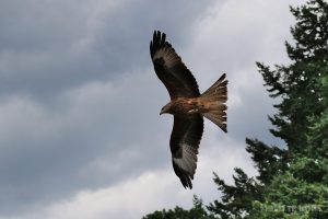 Flying red kite in the Adlerwarte Berlebeck