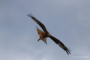 Young bald eagle flduring a flight show in the Adlerwarte Berlebeck