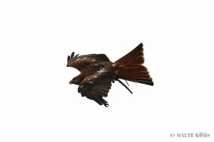 High-Key picture of a red kite in the Adlerwarte Berlebeck